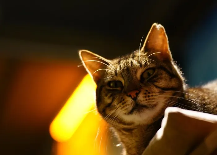 Хостел Archeo (adults Only) Стамбул